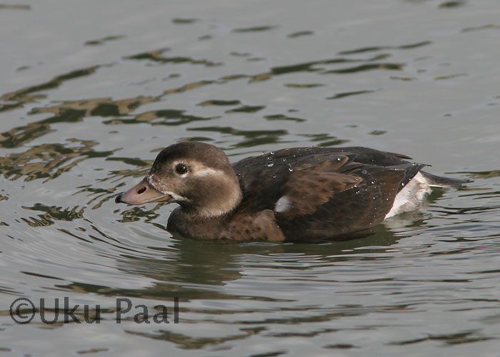 Aul (Clangula hyemalis)
Lehtma, Hiiumaa, oktoober 2006
Keywords: long-tailed duck