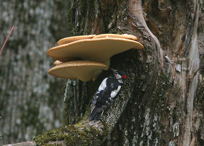 Suur-kirjurähn (Dendrocopos major)
Tartumaa, juuli 2006

UP
Keywords: great spotted woodpecker