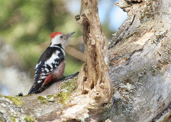 Tamme-kirjurähn (Dendrocopos medius)
Räpina, P6lvamaa, 25.3.2005

Margus Ots
Keywords: middle spotted woodpecker