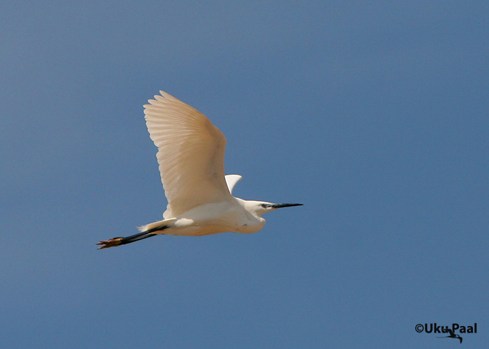 Siidhaigur (Egretta garzetta)
Ilmatsalu, Tartumaa, 19.5.2007. Eesti teine.
Keywords: little egret