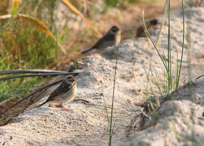 Roo-tsiitsitaja (Emberiza schoeniclus)
Vaibla, Viljandimaa, juuli 2006
UP
Keywords: reed bunting