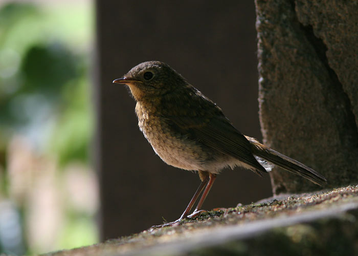 Punarind (Erithacus rubecula)
Tartumaa, juuli 2006

UP
Keywords: robin