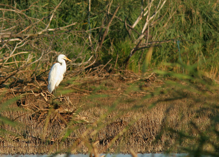 Hõbehaigur (Egretta alba)
Aardla, Tartumaa, 6.8.2006

Remo Savisaar
Keywords: great white egret