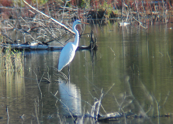 Hõbehaigur (Egretta alba)
Järvere, Võrumaa, 13.9.2005

UP
Keywords: great white egret