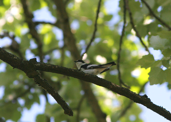 Kaelus-kärbsenäpp (Ficedula albicollis)
Kuressaare, Saaremaa, 10.6.2006

UP
Keywords: collared flycatcher