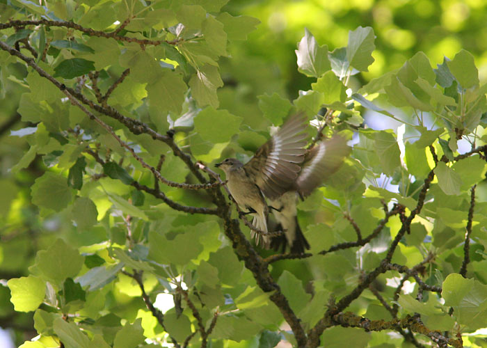 Kaelus-kärbsenäpp (Ficedula albicollis)
Kuressaare, Saaremaa, 10.6.2006

UP
Keywords: collared flycatcher