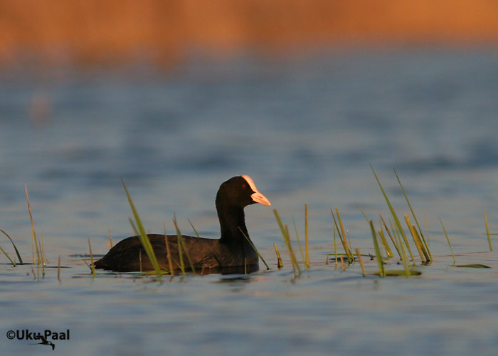 Lauk (Fulica atra)
Aardla, Tartumaa, mai 2007
Keywords: coot