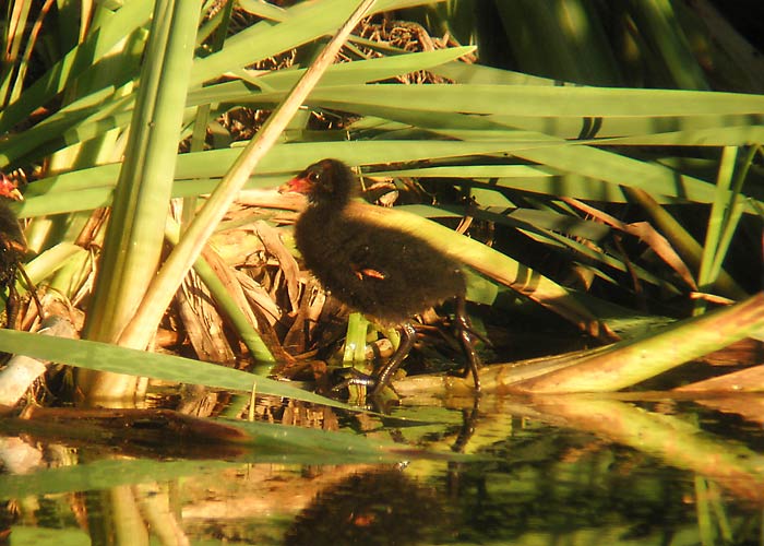 Tait (Gallinula chloropus)
Vastseliina, Võrumaa, august 2005

UP -  digiscoping
Keywords: moorhen