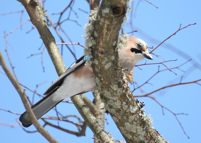 Pasknäär (Garrulus glandarius)
Luunja, Tartumaa, märts 2005


Margus Ots
Keywords: jay