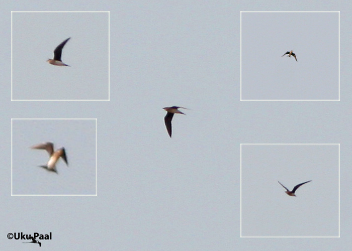 Stepi-pääsujooksur (Glareola nordmanni)
Raigla, Põlvamaa, 28.5.2007. Eesti esimene. First for Estonia.

UP
Keywords: black winged pratincole