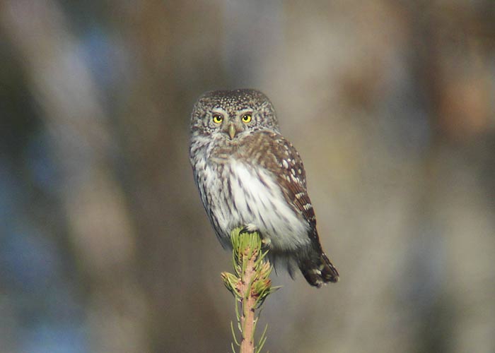 Värbkakk (Glaucidium passerinum)
Ilmatsalu, Tartumaa, oktoober 2005


UP -  digiscoping
Keywords: pygmy owl