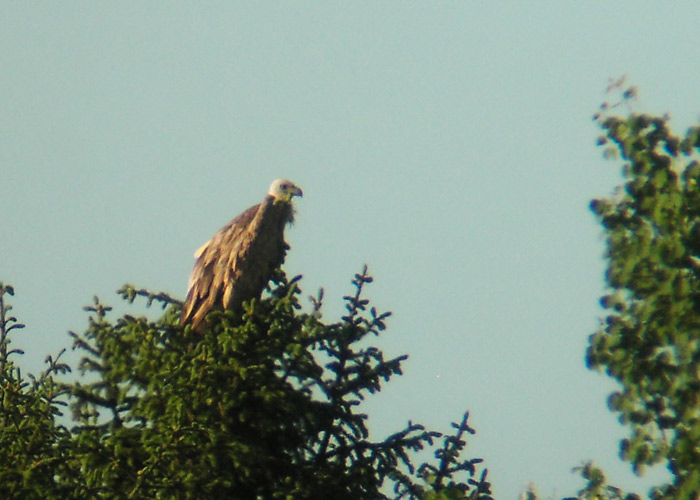 Kaeluskotkas (Gyps fulvus)
Saksamaa, Jõgevamaa, 8.6.2005

UP
Keywords: griffon vulture