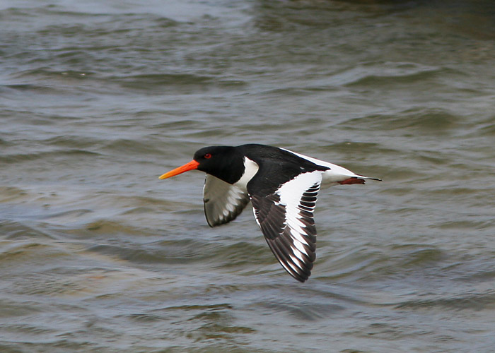 Merisk (Haematopus ostralegus)
Põõsaspea, Läänemaa, mai 2006

UP
Keywords: oystercatcher