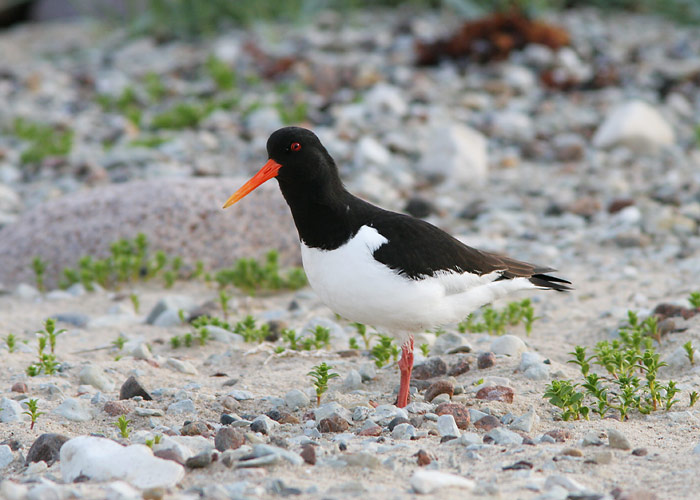 Merisk (Haematopus ostralegus)
Põõsaspea, Läänemaa, juuni 2006

UP
Keywords: oystercatcher