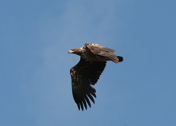 Merikotkas (Haliaetus albicilla)
Saunja, Läänemaa, mai 2005

UP
Keywords: white-tailed eagle