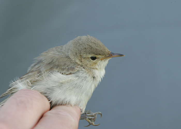 Väike-käosulane (Iduna caligata)
Pulgoja, Pärnumaa, 30.8.2005

Mati Kose
Keywords: booted warbler