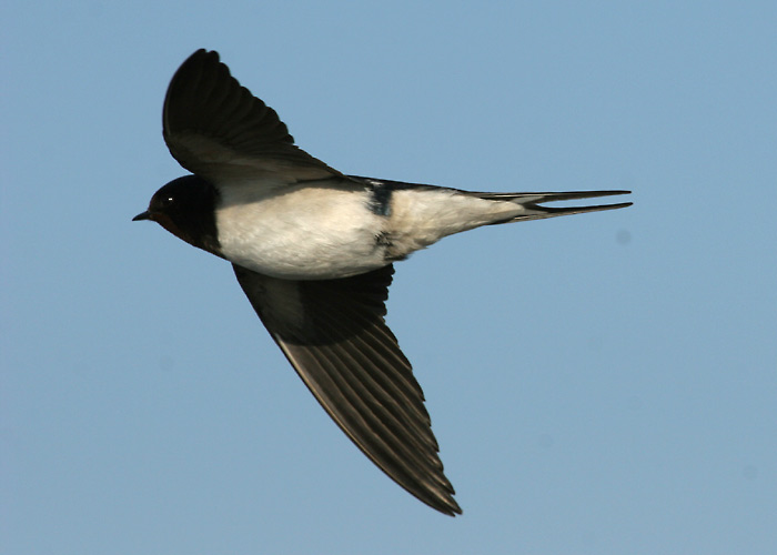 Suitsupääsuke (Hirundo rustica)
Põõsaspea, Läänemaa, mai 2005

Margus Ots
Keywords: barn swallow