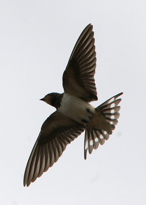 Suitsupääsuke (Hirundo rustica)
Põõsaspea, Läänemaa, september 2006

UP
Keywords: barn swallow