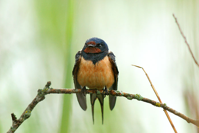 Suitsupääsuke (Hirundo rustica)
Aardla, Tartumaa, juuni 2006. Punase kõhuga isend.

Remo Savisaar

Keywords: barn swallow