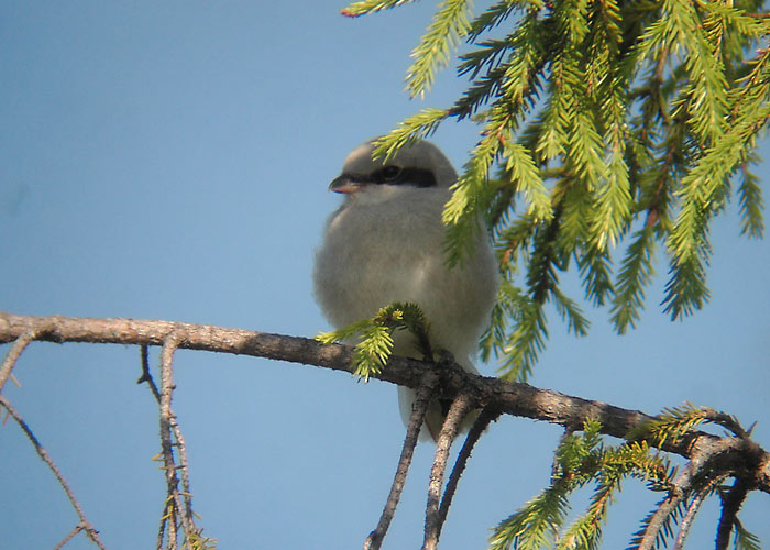 Hallõgija (Lanius excubitor) poeg
Lääne-Virumaa, juuni 2005

UP -  digiscoping
Keywords: grey shrike