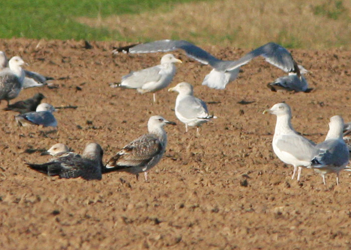 Koldjalg-hõbekajakas (Larus cachinnans) 1a
Tõrvandi, Tartumaa, 15.9.2006

UP
Keywords: caspian gull