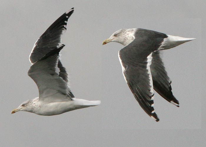 Tõmmukajakas (Larus fuscus ssp)
Tõmmukajakas heuglini/intermedius/graelsii, 3.10.2006, Loode, Saaremaa. Heledaselgsete tõmmukajakate määramine Läänemere idaosas on ülimalt keeruline ja vastuseta küsimusi on palju. Kõikide alamliikide seas on variatsioon nii suur, et ilma rõngata lindude määramine on hetkel võimatu.  - UP
Keywords: lesser black-backed gull