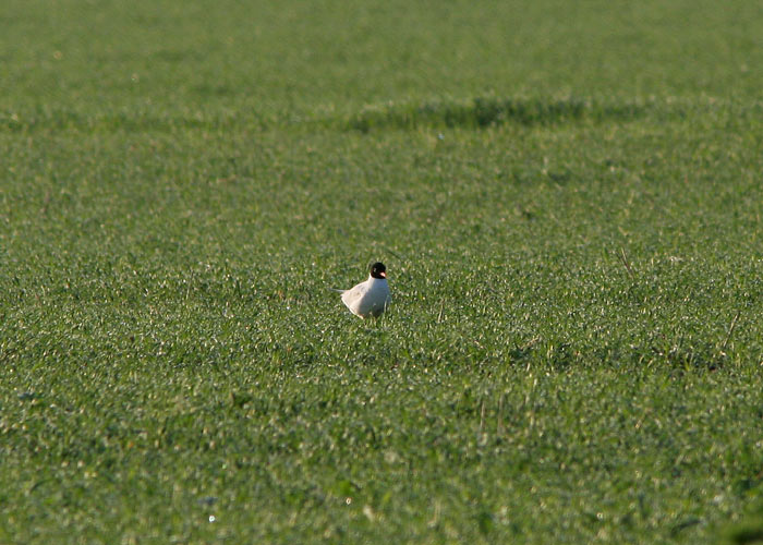 Karbuskajakas (Larus melanocephalus)
Linte, Põlvamaa, 9.6.2006

UP
Keywords: meditteranean gull