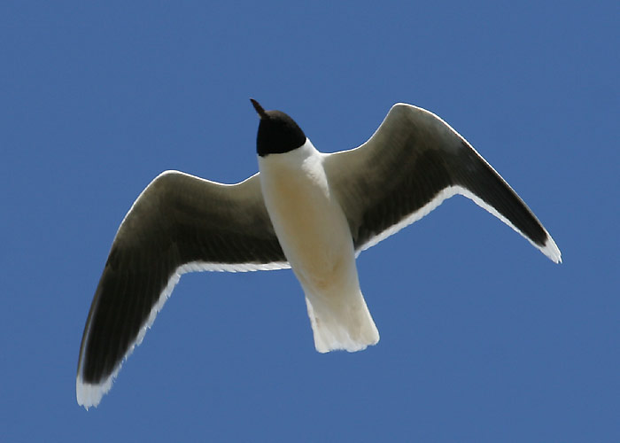 Väikekajakas (Larus minutus)
Beresje, Põlvamaa, mai 2005

Margus Ots
Keywords: little gull