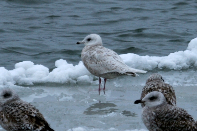 Polaarkajakas (Larus glaucoides)
Dirhami, Läänemaa, 31.12.2005. Eesti esimene. First for Estonia.

Margus Ots
Keywords: iceland gull