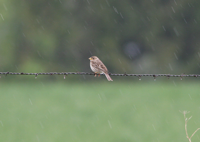 Halltsiitsitaja (Emberiza calandra)
Laeva, Tartumaa, 25.5.2006

UP
Keywords: corn bunting