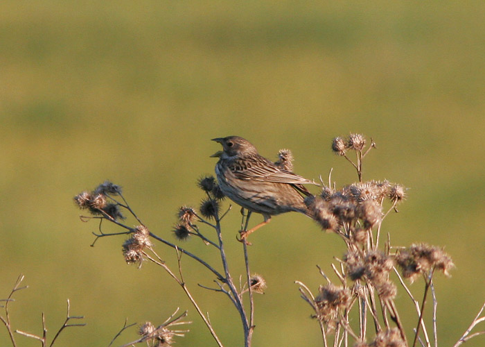 Halltsiitsitaja (Emberiza calandra)
Laeva, Tartumaa, 26.5.2006

UP
Keywords: corn bunting