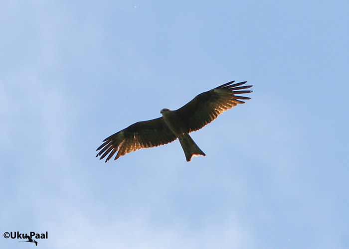 Must-harksaba (Milvus migrans)
Aardla, Tartumaa, 26.5.2007
Keywords: black kite