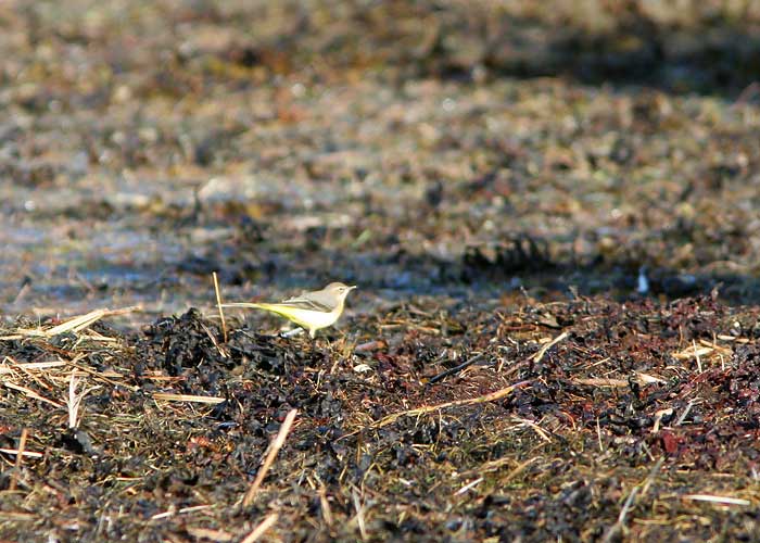 Jõgivästrik (Motacilla cinerea)
Sõrve, Saaremaa, 11.10.2006

UP
Keywords: grey wagtail