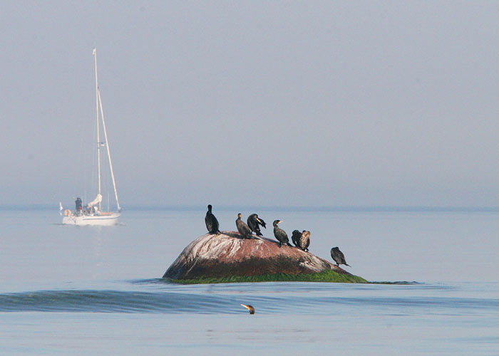 Kormoran (Phalacrocorax carbo)
Läänemaa, august 2006

UP
Keywords: cormorant