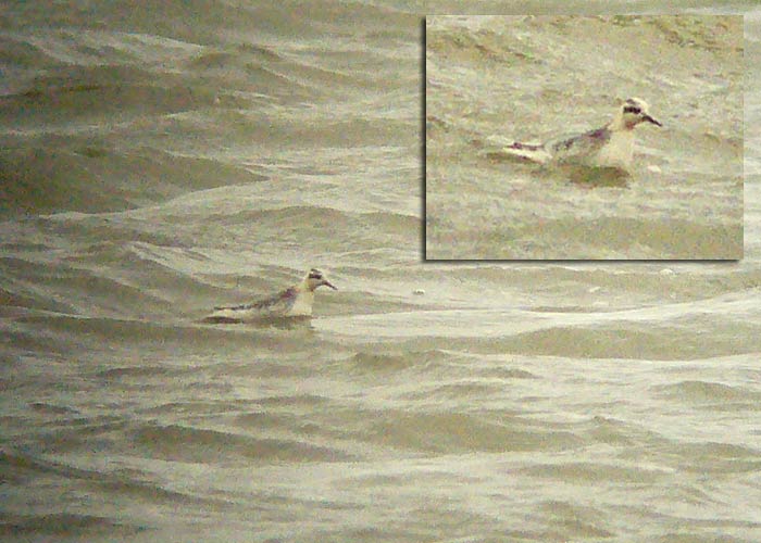 Puna-veetallaja (Phalaropus fulicarius)
Lehtma, Hiiumaa, 27.10.2006

UP
Keywords: grey phalarope