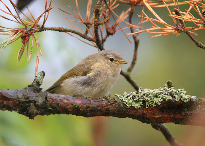 Väike-lehelind (Phylloscopus collybita)
Läänemaa, august 2006

UP
Keywords: chiffchaff