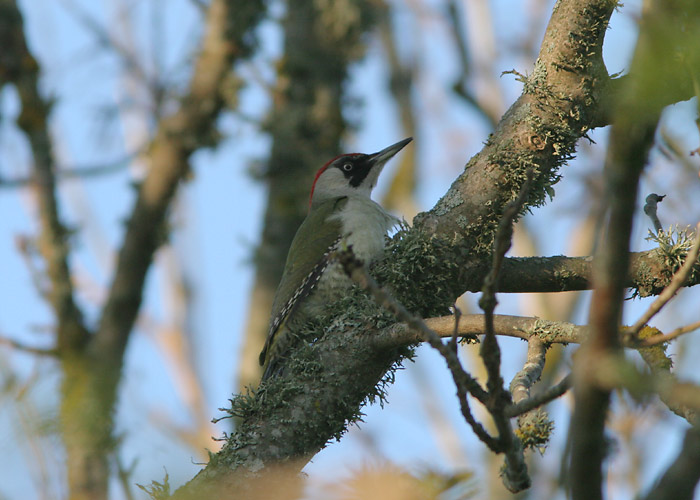 Roherähn (Picus viridis)
Sõrve, Saaremaa, 3.6.2006

UP
Keywords: green woodpecker