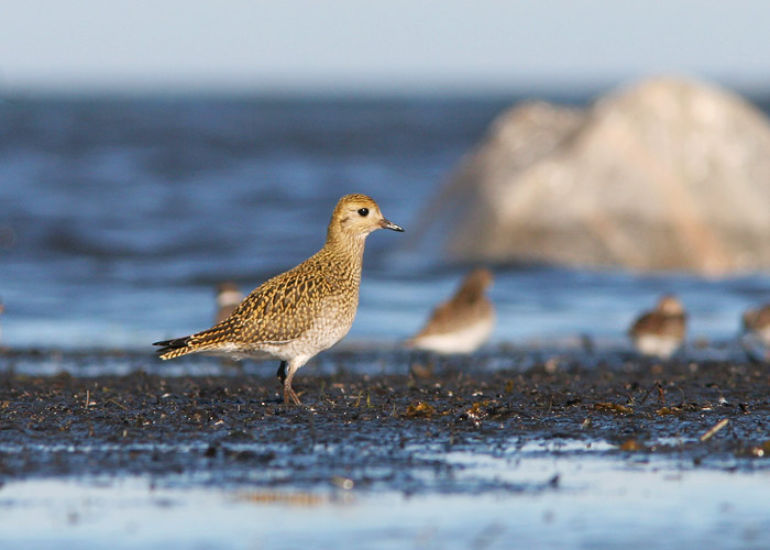 Rüüt (Pluvialis apricaria)
Läänemaa, august 2006

UP
Keywords: golden plover