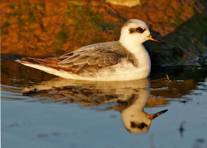 Puna-veetallaja (Phalaropus fulicarius)
Orajõe, Pärnumaa, 19.10.2005

Mati Kose
Keywords: grey phalarope