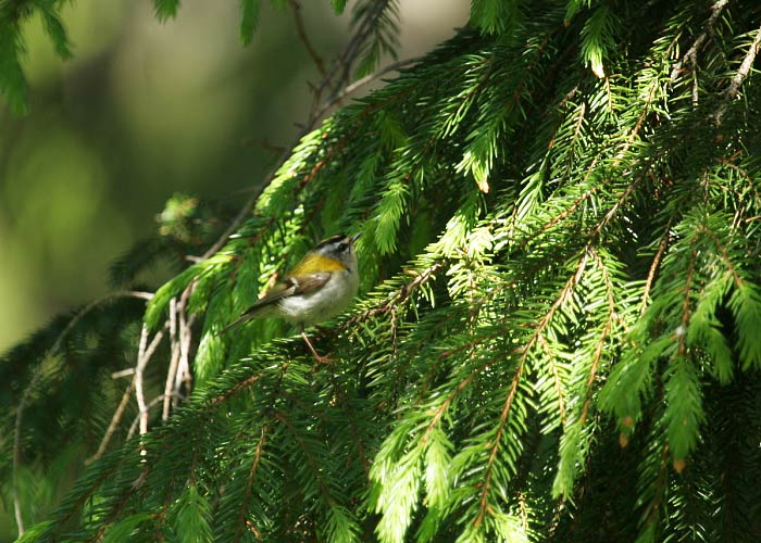 Lääne-pöialpoiss (Regulus ignicapillus)
Ida-Virumaa, suvi 2006

Margus Ots
Keywords: firecrest