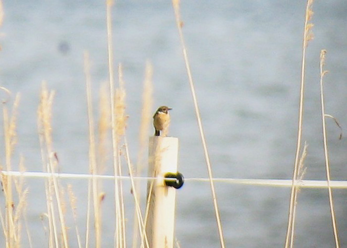 Kaelustäks (Saxicola torquata)
Kabli, Pärnumaa, 23.5.2006

Ranno Puumets
Keywords: stonechat