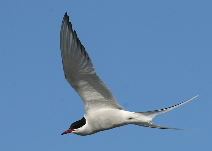 Jõgitiir (Sterna hirundo)
Põõsaspea, Läänemaa, mai 2005

Margus Ots
Keywords: common tern