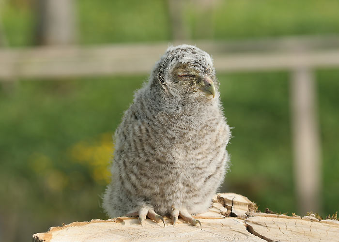 Kodukakk (Strix aluco)
Läänemaa, mai 2005

Margus Ots
Keywords: tawny owl