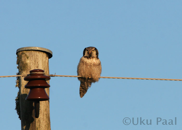 Vöötkakk (Surnia ulula)
Sutlepa, Läänemaa, 19.11.2006

UP
Keywords: hawk owl