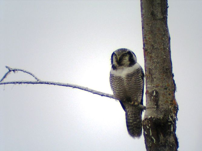 Vöötkakk (Surnia ulula)
Räpina poldrer, Põlvamaa, 23.11.2005

Riho Kinks

Keywords: hawk owl