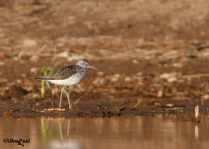 Heletilder (Tringa nebularia)
Ilmatsalu, Tartumaa, mai 2007
Keywords: greenshank