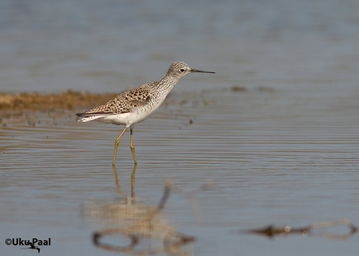 Lammitilder (Tringa stagnatilis)
Ilmatsalu, Tartumaa, 26.4.2007
Keywords: marsh sandpiper