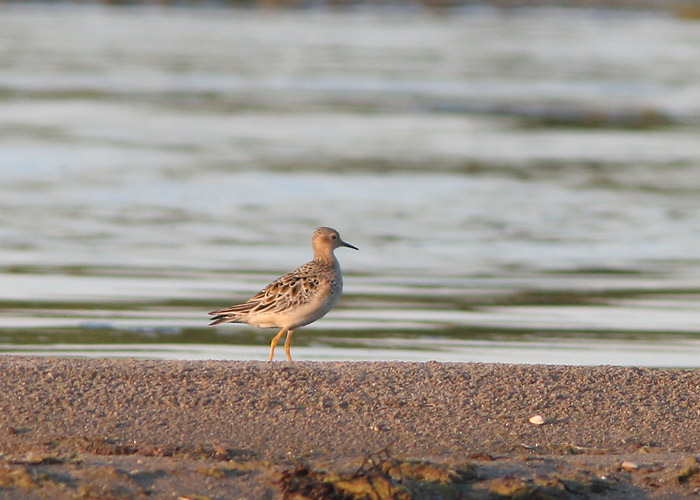 Ruugerüdi (Tryngites subruficollis)
Natturi, Lääne-Virumaa, 19.08.2006

UP
Keywords: buff-breasted sandpiper