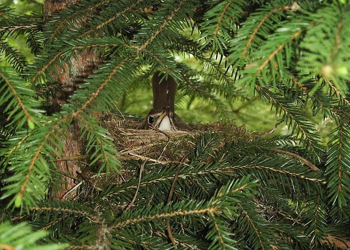 Laulurästas (Turdus philomelus)
Vällämäe, Võrumaa, juuni 2005

UP
Keywords: song trush