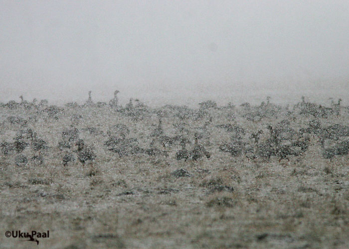 Suur-laukhani (Anser albifrons)
Aardla, Tartumaa, aprill 2007
Keywords: Greater White-fronted Goose Bean Goose